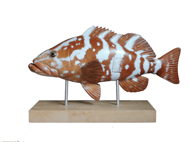 «Les poissons coralliens des Antilles »