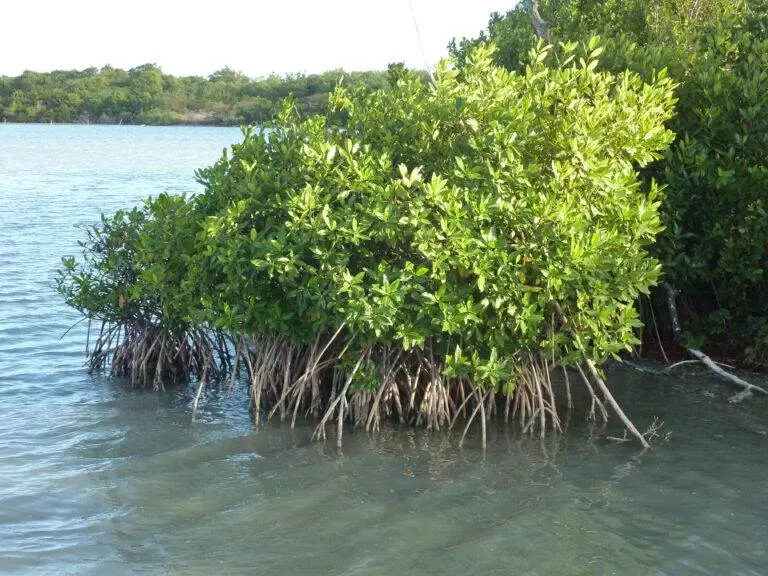 Atelier « La mangrove »