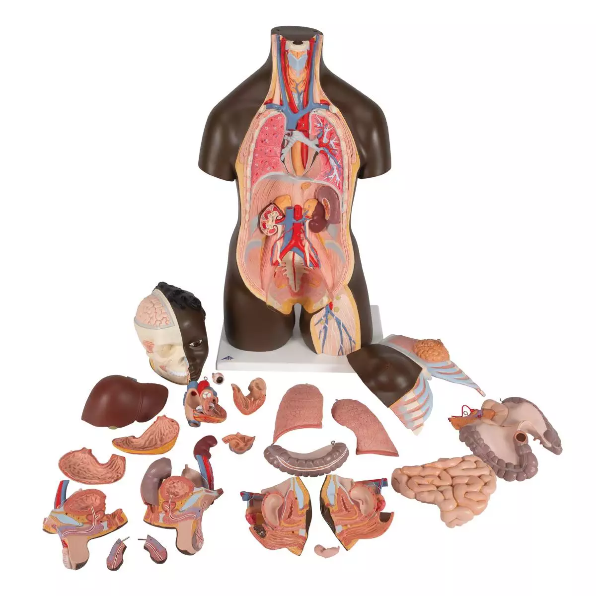 Modèle anatomique : Buste et organes
