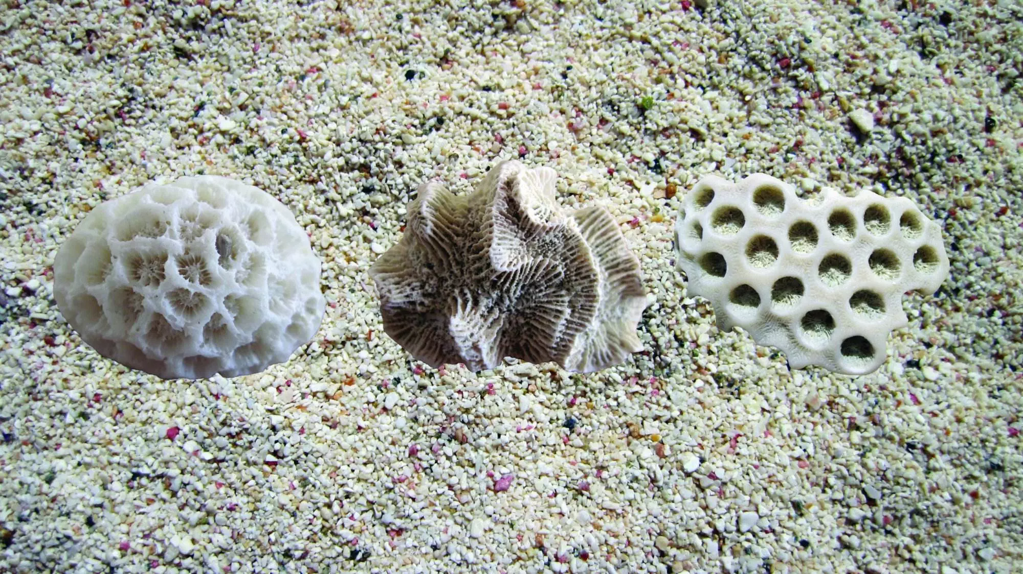 Squelette de coraux ©Carbet des Sciences