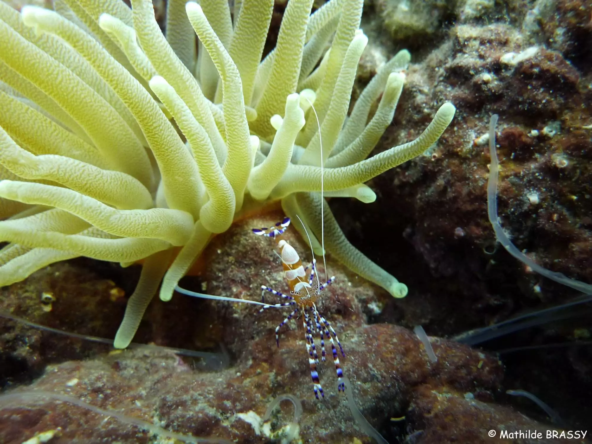 Crevette sur fond marin ©M. BRASSY - Carbet des Sciences