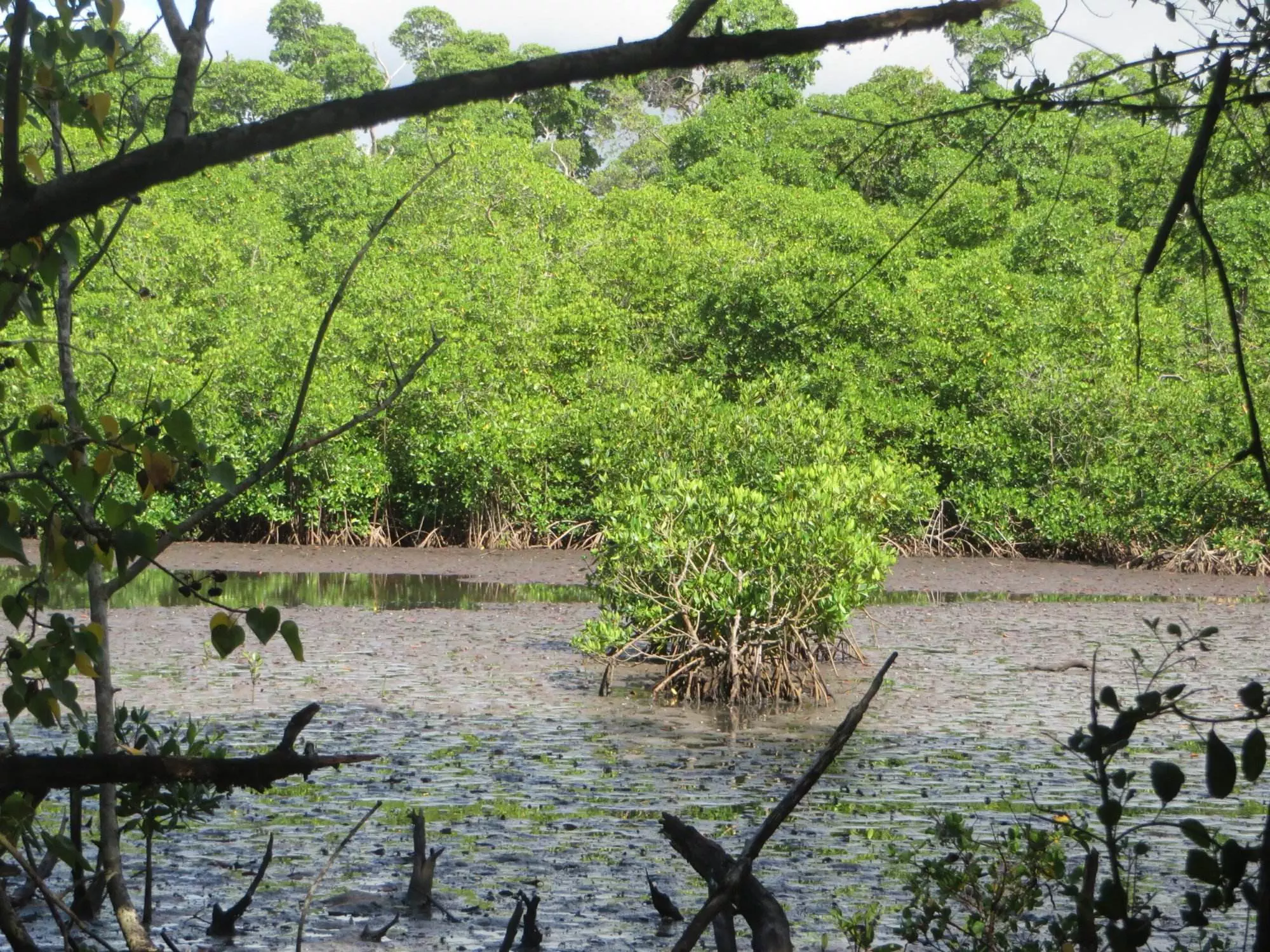 Mangrove et palétuviers ©T. AUGIER de MOUSSAC- Carbet des Sciences